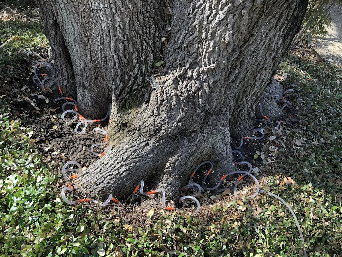 Detailed Tree Cabling and Bracing job site in Indianola